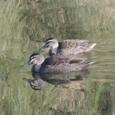 Anas superciliosa (Pacific Black Duck) at Coombs, ACT - 20 Aug 2017 by member211