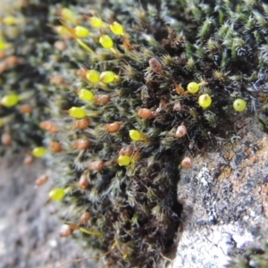 Grimmia sp. at Molonglo River Reserve - 20 Aug 2017