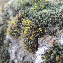 Grimmia sp. at Molonglo River Reserve - 20 Aug 2017