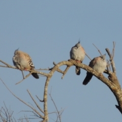 Ocyphaps lophotes (Crested Pigeon) at Coombs, ACT - 20 Aug 2017 by michaelb