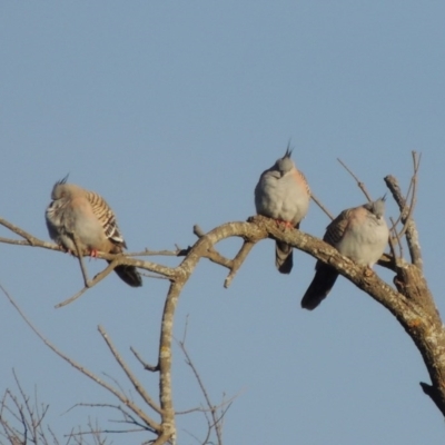 Ocyphaps lophotes (Crested Pigeon) at Molonglo River Reserve - 20 Aug 2017 by michaelb