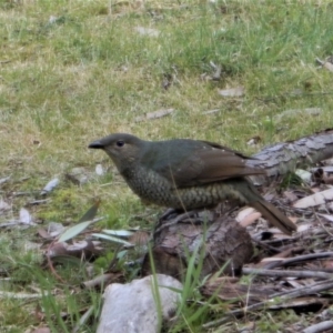 Ptilonorhynchus violaceus at Cook, ACT - 5 Sep 2017