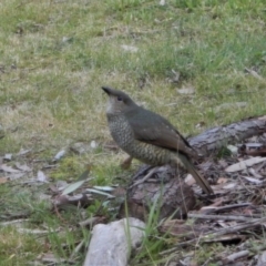 Ptilonorhynchus violaceus at Cook, ACT - 5 Sep 2017