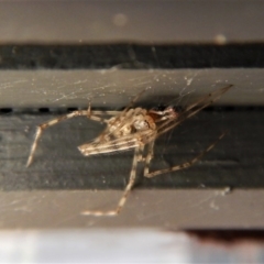 Theridiidae (family) (Comb-footed spider) at Cook, ACT - 30 Aug 2017 by CathB