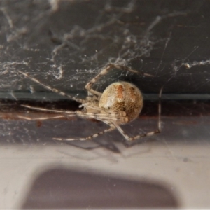 Theridiidae (family) at Cook, ACT - 30 Aug 2017 01:34 PM