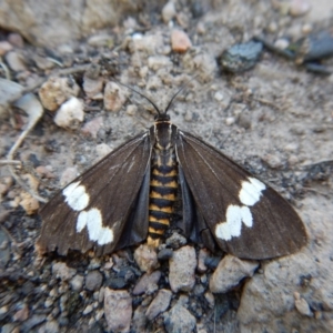 Nyctemera amicus at Belconnen, ACT - 1 Sep 2017 02:31 PM