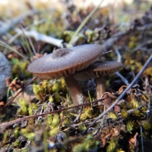 zz agaric (stem; gills white/cream) at Aranda, ACT - 29 Aug 2017