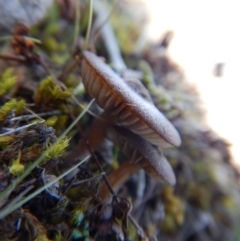 zz agaric (stem; gills white/cream) at Aranda, ACT - 29 Aug 2017