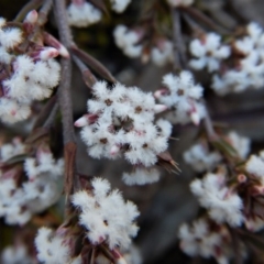 Styphelia attenuatus (Small-leaved Beard Heath) at Aranda, ACT - 29 Aug 2017 by CathB