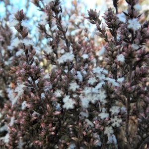 Styphelia attenuata at Aranda, ACT - 29 Aug 2017