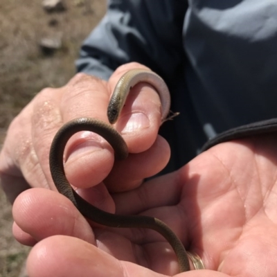 Delma inornata (Olive Legless-lizard) at Molonglo Valley, ACT - 6 Sep 2017 by JasonC