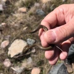 Delma inornata at Molonglo River Reserve - 6 Sep 2017 11:04 AM