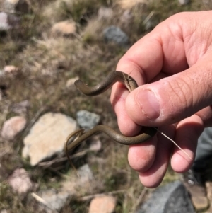 Delma inornata at Molonglo River Reserve - 6 Sep 2017 11:04 AM