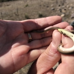 Delma inornata at Molonglo River Reserve - 6 Sep 2017 11:04 AM