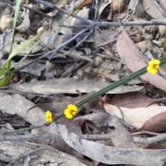 Bossiaea ensata (Sword Bossiaea) at Bournda, NSW - 3 Sep 2017 by DeanAnsell