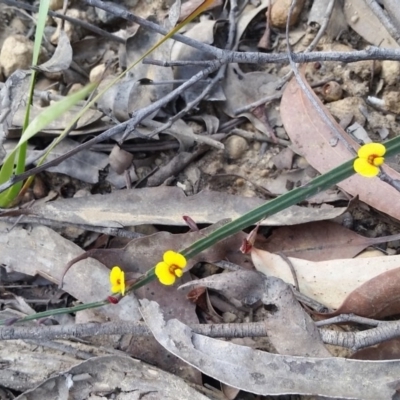 Bossiaea ensata (Sword Bossiaea) at Bournda National Park - 3 Sep 2017 by DeanAnsell