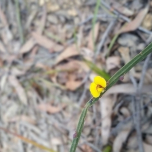 Bossiaea ensata at Bournda, NSW - 3 Sep 2017 01:21 PM