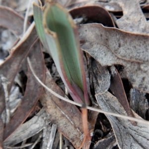 Calochilus platychilus at Cook, ACT - suppressed