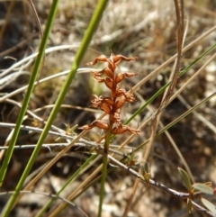 Corunastylis cornuta (Horned Midge Orchid) at Aranda, ACT - 14 Aug 2017 by CathB