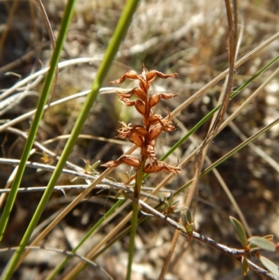 Corunastylis cornuta (Horned Midge Orchid) at Aranda, ACT - 14 Aug 2017 by CathB