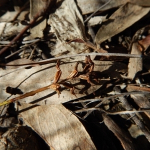 Corunastylis cornuta at Aranda, ACT - suppressed