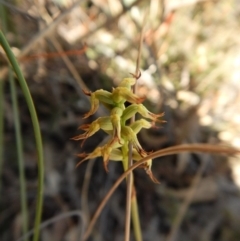 Corunastylis cornuta at Aranda, ACT - suppressed