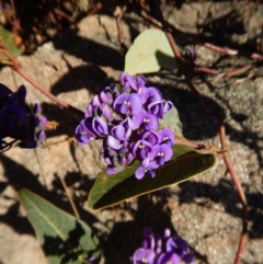 Hardenbergia violacea (False Sarsaparilla) at Mount Painter - 25 Aug 2017 by CathB