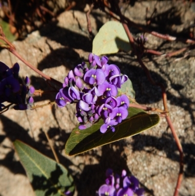 Hardenbergia violacea (False Sarsaparilla) at Mount Painter - 25 Aug 2017 by CathB