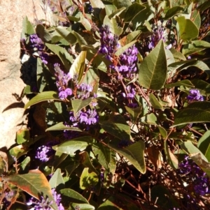 Hardenbergia violacea at Belconnen, ACT - 25 Aug 2017