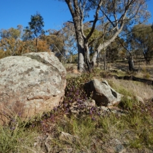 Hardenbergia violacea at Belconnen, ACT - 25 Aug 2017