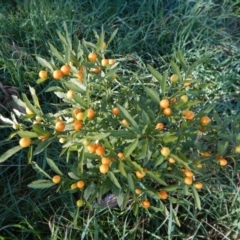 Solanum pseudocapsicum (Jerusalem Cherry, Madeira Cherry) at Belconnen, ACT - 25 Aug 2017 by CathB