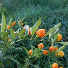 Solanum pseudocapsicum at Belconnen, ACT - 25 Aug 2017