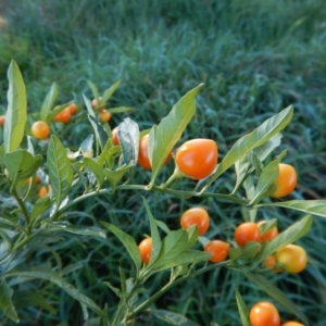 Solanum pseudocapsicum at Belconnen, ACT - 25 Aug 2017