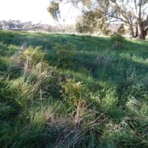 Solanum pseudocapsicum at Belconnen, ACT - 25 Aug 2017