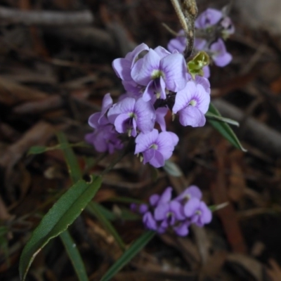 Hovea heterophylla (Common Hovea) at Bruce, ACT - 6 Sep 2017 by JanetRussell