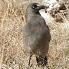 Strepera versicolor (Grey Currawong) at Uriarra Village, ACT - 6 Sep 2017 by JohnBundock