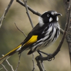 Phylidonyris novaehollandiae (New Holland Honeyeater) at Cotter Reserve - 6 Sep 2017 by JohnBundock