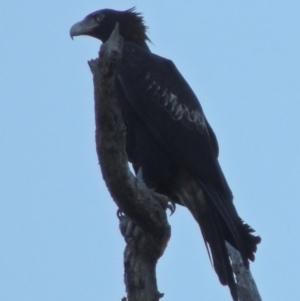 Aquila audax at Molonglo River Reserve - 23 Jul 2017