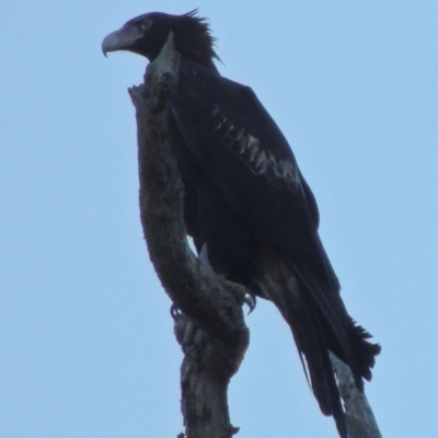 Aquila audax (Wedge-tailed Eagle) at Molonglo, ACT - 23 Jul 2017 by michaelb