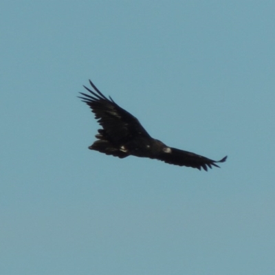 Aquila audax (Wedge-tailed Eagle) at Molonglo, ACT - 20 Aug 2017 by MichaelBedingfield