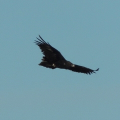 Aquila audax (Wedge-tailed Eagle) at Molonglo, ACT - 20 Aug 2017 by michaelb