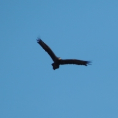 Aquila audax at Molonglo, ACT - 20 Aug 2017 06:11 PM