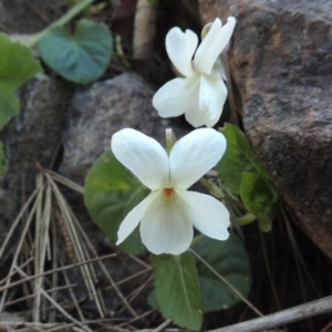 Viola odorata at Molonglo River Reserve - 20 Aug 2017