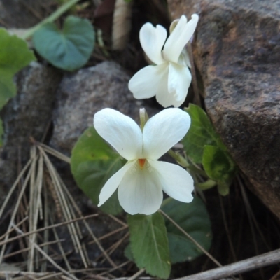 Viola odorata (Sweet Violet, Common Violet) at Coombs, ACT - 20 Aug 2017 by MichaelBedingfield