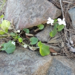 Viola odorata at Molonglo River Reserve - 20 Aug 2017