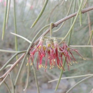 Amyema cambagei at Molonglo River Reserve - 20 Aug 2017