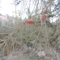 Amyema cambagei at Molonglo River Reserve - 20 Aug 2017