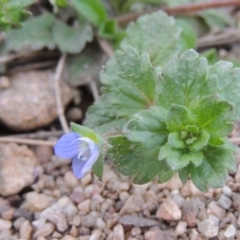 Veronica persica (Creeping Speedwell) at Molonglo Valley, ACT - 20 Aug 2017 by michaelb