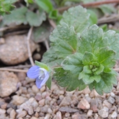 Veronica persica (Creeping Speedwell) at Molonglo Valley, ACT - 20 Aug 2017 by MichaelBedingfield