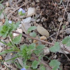 Veronica persica at Molonglo River Reserve - 20 Aug 2017